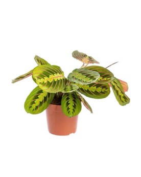 Calathea leuconeura red stripe Calathea leuconeura ‘Red Stripe’ – É...