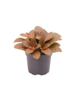 Fittonia Joly Josan  Fittonia ‘Joly Josan’ – La plante nerveuse aux...