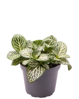 Fittonia Albivenis Mini White  Fittonia Albivenis Mini White – Nerv...