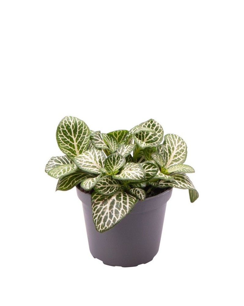 Fittonia Albivenis Mini White  Fittonia Albivenis Mini White – Nerv...