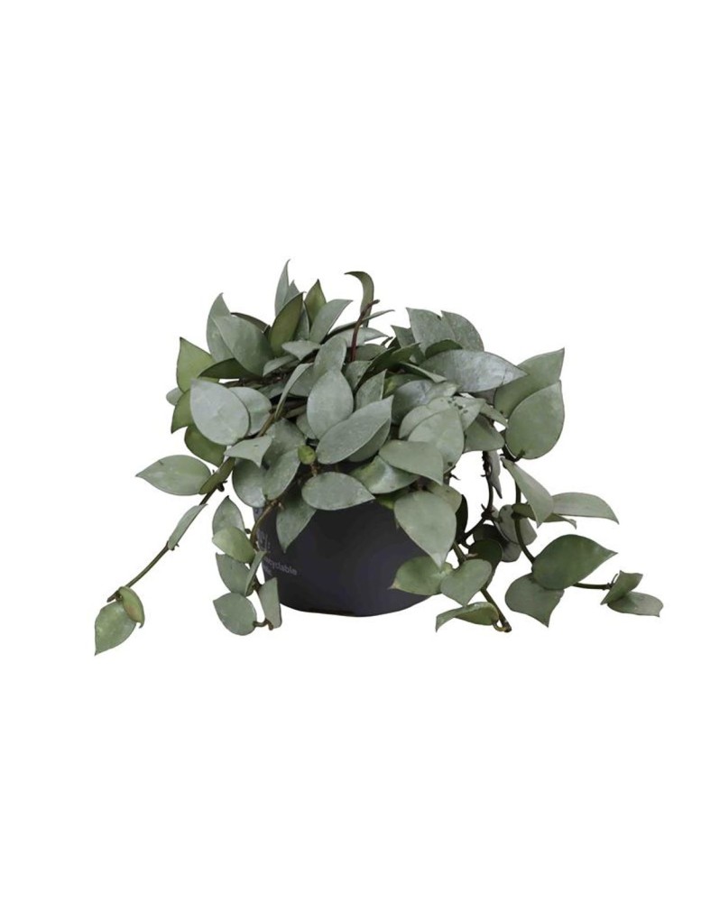 Hoya Krohiana Eskimo  Hoya Krohniana ‘Eskimo’ – La beauté argentée ... Hoya Krohiana Eskimo  Hoya Krohniana ‘Eskimo’ – La beauté argentée ...