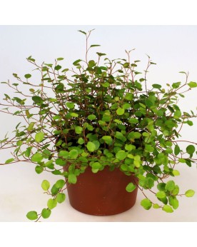 Muehlenbeckia Complexa  Muehlenbeckia complexa – Liane fil de fer L...