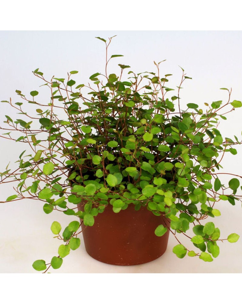 Muehlenbeckia Complexa  Muehlenbeckia complexa – Liane fil de fer L... Muehlenbeckia Complexa  Muehlenbeckia complexa – Liane fil de fer L...