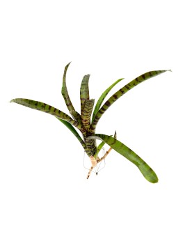 Neoregelia Rubrifola 2  Neoregelia rubrifolia n°2 – Broméliacée tro...