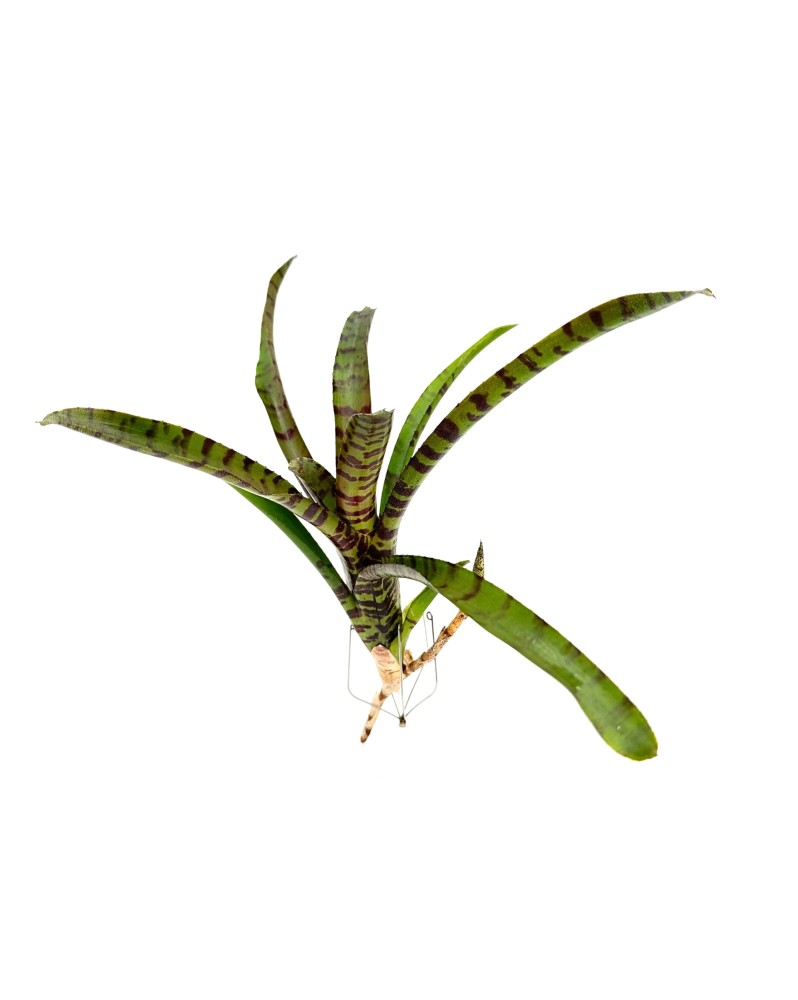 Neoregelia Rubrifola 2 Neoregelia rubrifolia n°2 – Broméliacée tro... Neoregelia Rubrifola 2 Neoregelia rubrifolia n°2 – Broméliacée tro...