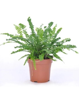 Nephrolepis Exaltata Duffy Nephrolepis Exaltata ‘Duffy’ – Fougère d...