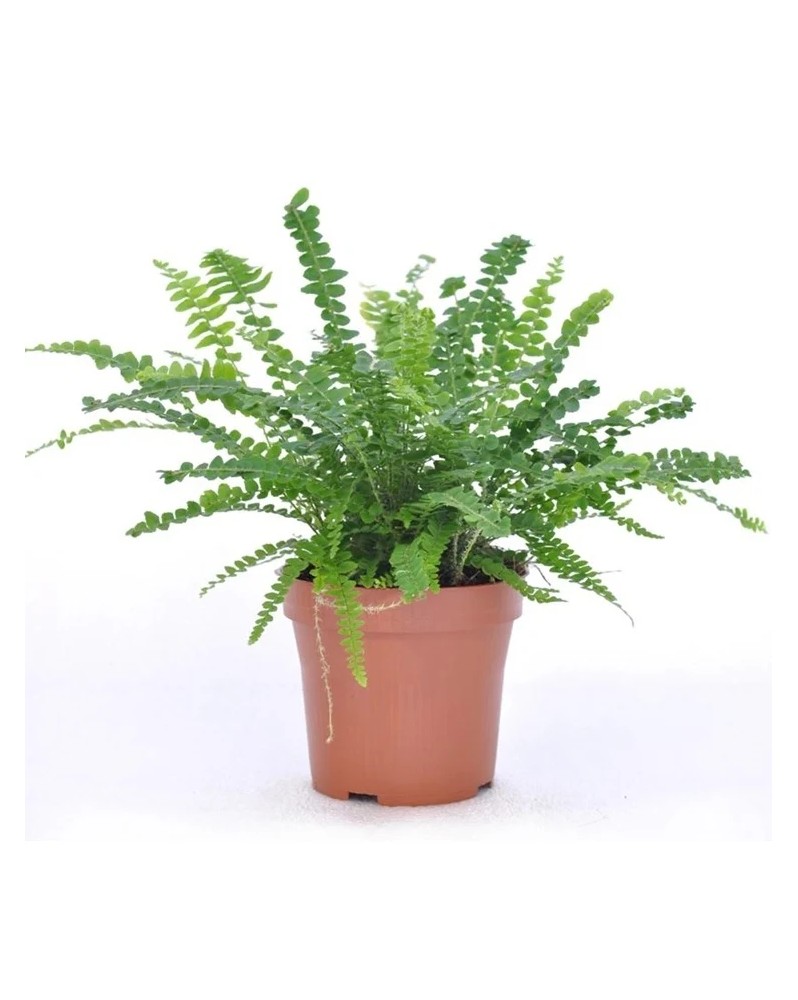 Nephrolepis Exaltata Duffy Nephrolepis Exaltata ‘Duffy’ – Fougère d... Nephrolepis Exaltata Duffy Nephrolepis Exaltata ‘Duffy’ – Fougère d...