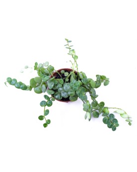 Peperomia Prosrata  Peperomia prostrata – “String of Turtles” Appor...