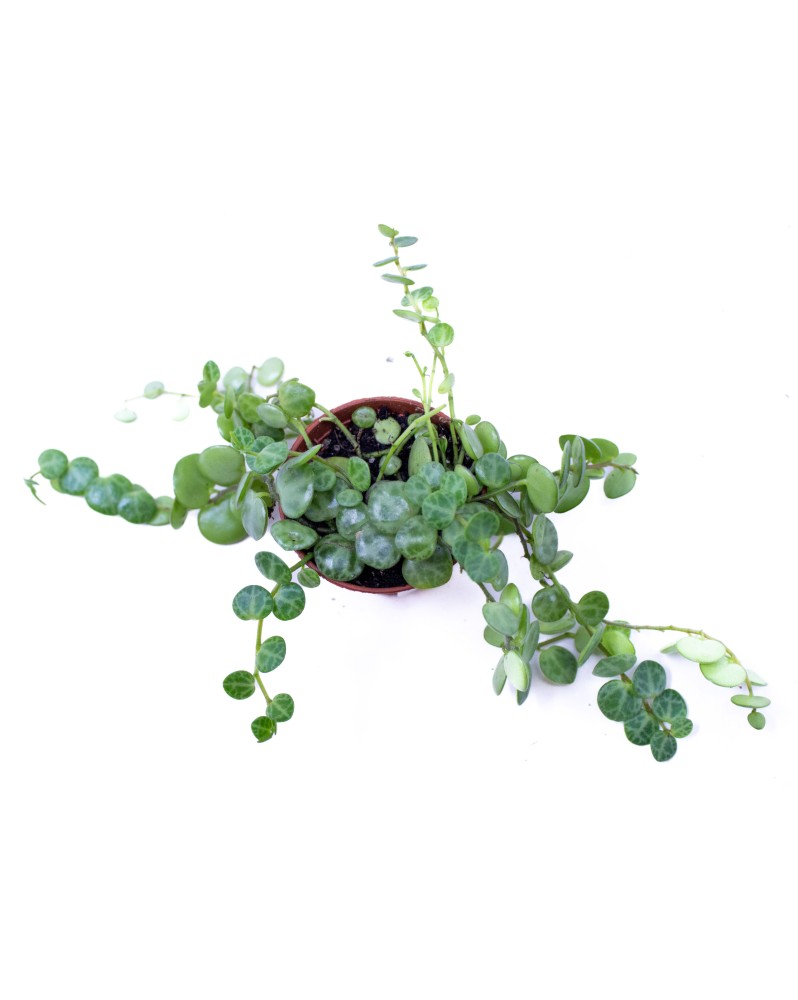 Peperomia Prosrata  Peperomia prostrata – “String of Turtles” Appor... Peperomia Prosrata  Peperomia prostrata – “String of Turtles” Appor...
