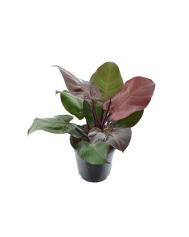 Philodendron Cherry Red Philodendron Cherry Red – Une touche tropic...