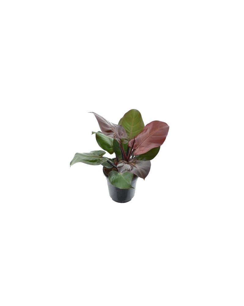 Philodendron Cherry Red Philodendron Cherry Red – Une touche tropic...