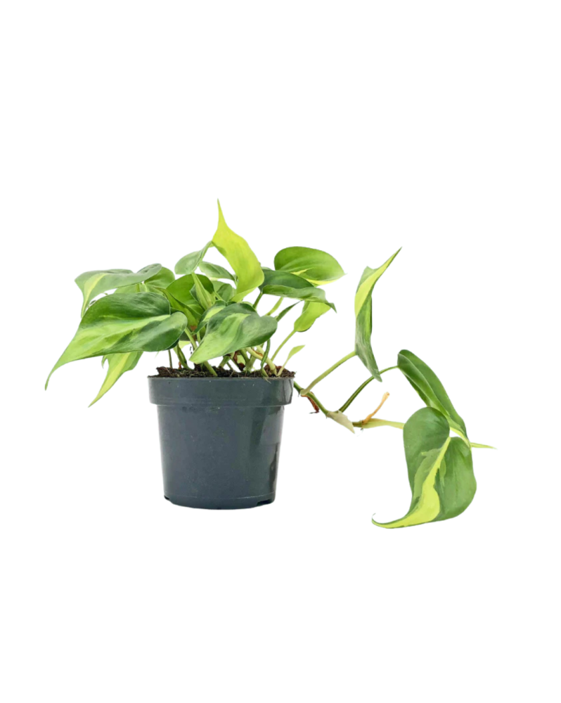 Philodendron Scandens Brazil Philodendron Scandens ‘Brazil’ – Éléga... Philodendron Scandens Brazil Philodendron Scandens ‘Brazil’ – Éléga...
