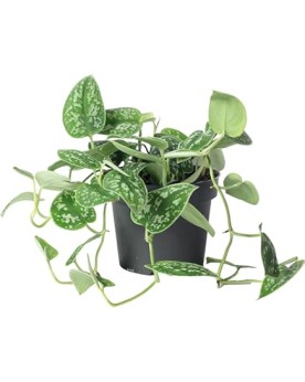 Philodendron Scandens Pictus Philodendron Scandens Pictus – Éléganc...