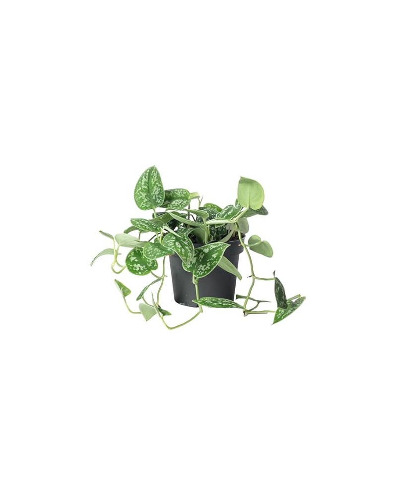 Philodendron Scandens Pictus Philodendron Scandens Pictus – Éléganc...