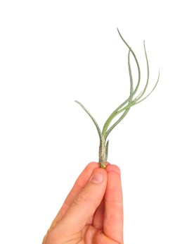 Tillandsia Butzii  Tillandsia Butzii — Plante d’Air Originale et Él...