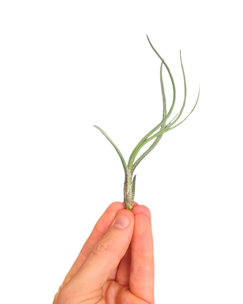 Tillandsia Butzii  Tillandsia Butzii — Plante d’Air Originale et Él... Tillandsia Butzii  Tillandsia Butzii — Plante d’Air Originale et Él...