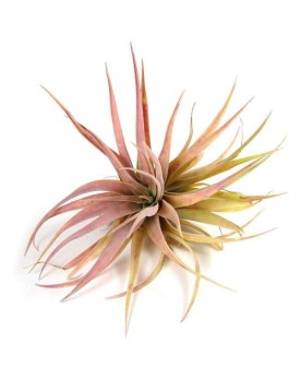 Tillandsia Capitata Peach  Tillandsia Capitata Peach — Élégance nat...