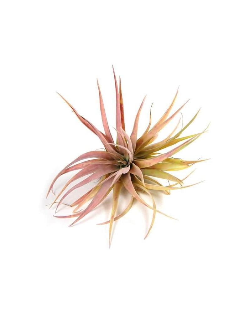 Tillandsia Capitata Peach  Tillandsia Capitata Peach — Élégance nat... Tillandsia Capitata Peach  Tillandsia Capitata Peach — Élégance nat...