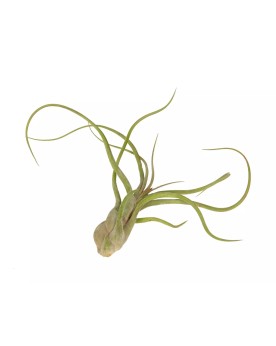 Tillandsia Caput Medusae  Tillandsia Caput Medusae — Intriguante et...