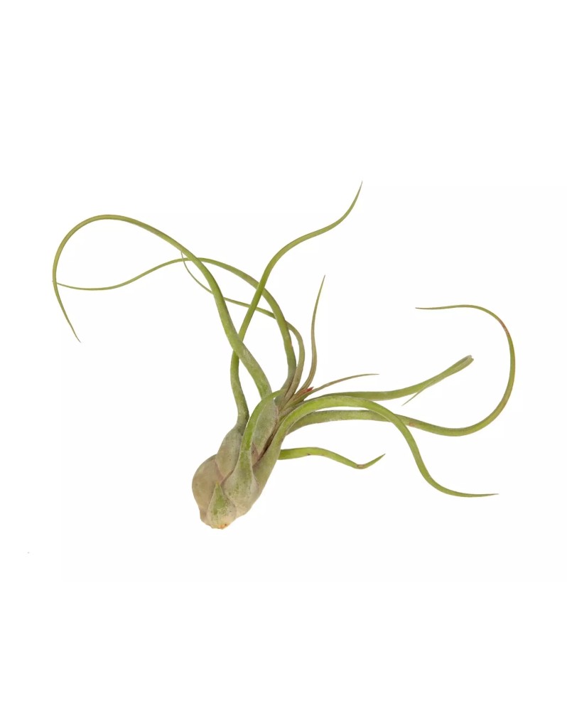 Tillandsia Caput Medusae  Tillandsia Caput Medusae — Intriguante et... Tillandsia Caput Medusae  Tillandsia Caput Medusae — Intriguante et...