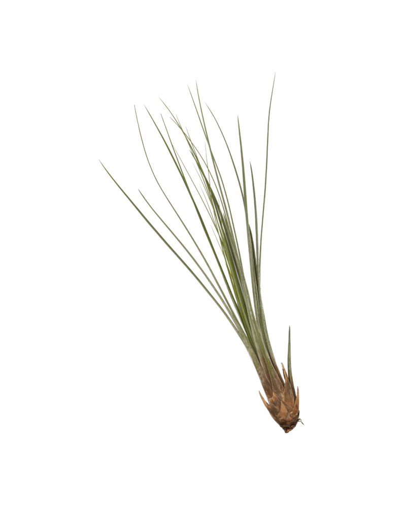 Tillandsia Juncea Tillandsia Juncea Facile à entretenir, elle ne né... Tillandsia Juncea Tillandsia Juncea Facile à entretenir, elle ne né...