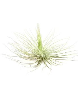 Tillandsia Magnusiana Tillandsia Magnusiana Facile à entretenir, el...