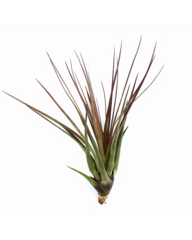 Tillandsia Melanocrater tricolor Tillandsia Melanocrater tricolor F...