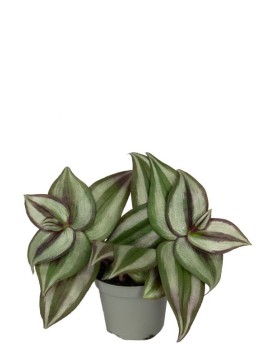 Tradescantia Zebra Tradescantia Zebra La zèbra Tradescantia est éga...