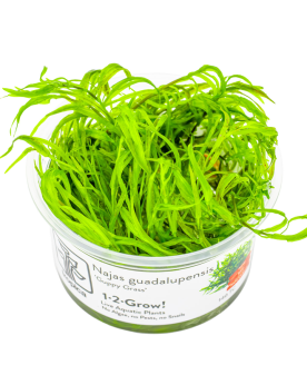 Najas guadalupensis Guppy Grass - 1-2 Grow! Originaire des États-Un...
