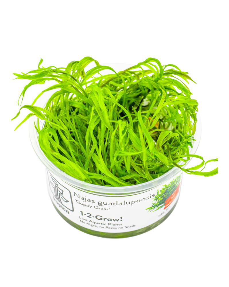 Najas guadalupensis Guppy Grass - 1-2 Grow! Originaire des États-Un...