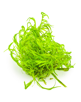Najas guadalupensis Guppy Grass - 1-2 Grow! Originaire des États-Un...