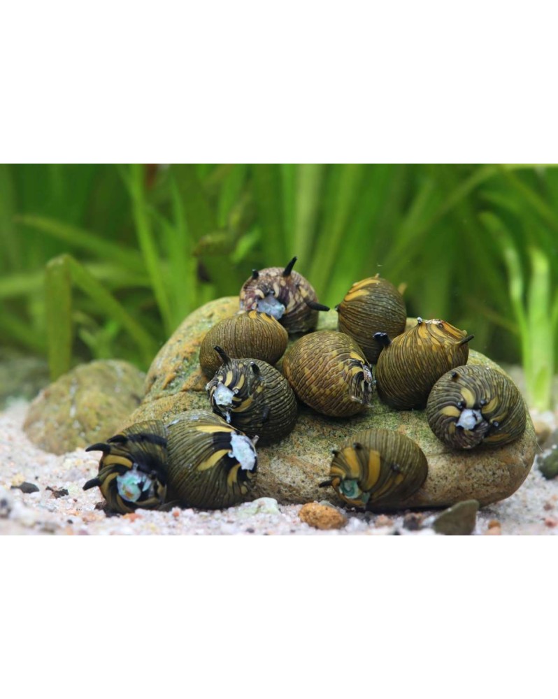 Clithon subgranosa - Sun