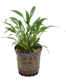 Cryptocoryne Amicorum - en pot Cryptocoryne amicorum – Plante en po...