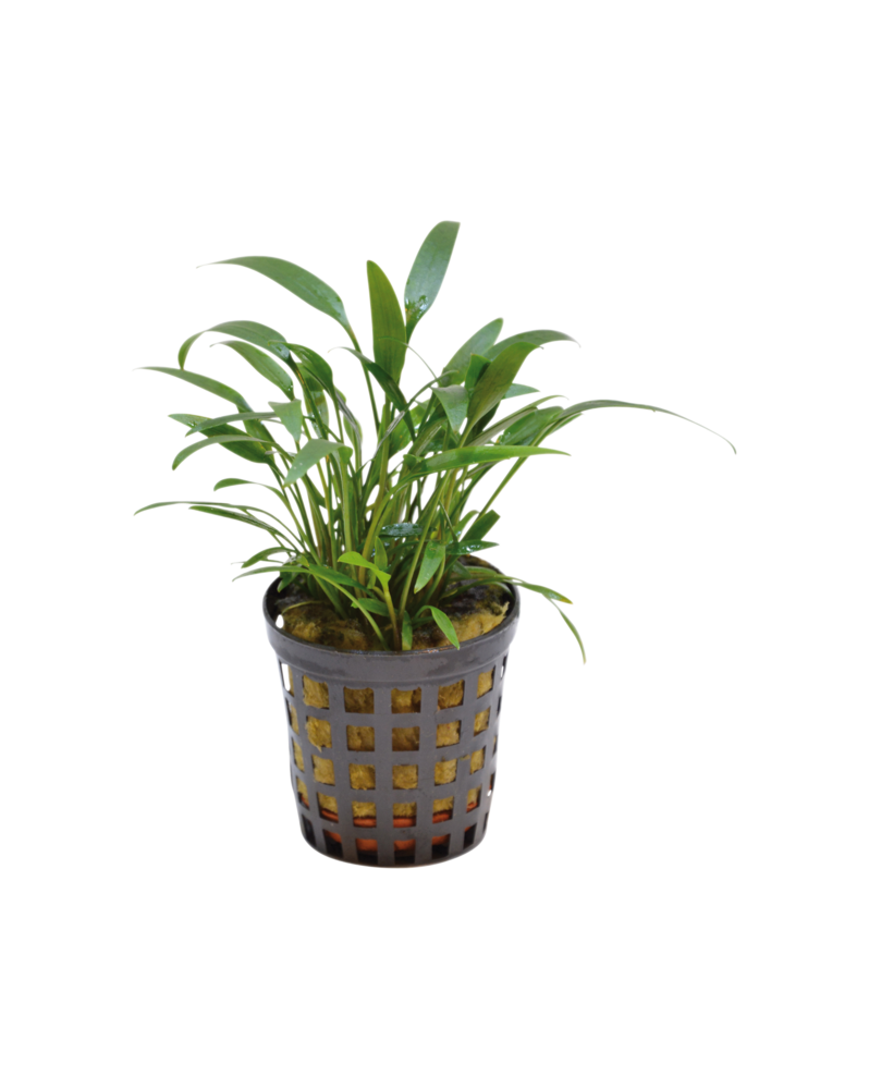 Cryptocoryne Amicorum - en pot Cryptocoryne amicorum – Plante en po...