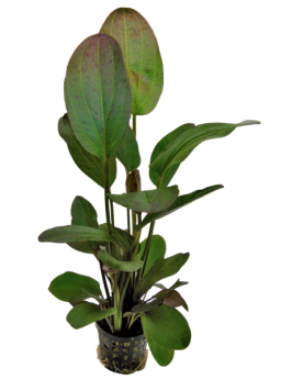 Echinodorus Ozelot Red- en pot Echinodorus Ozelot Red  Le nom « Oze...