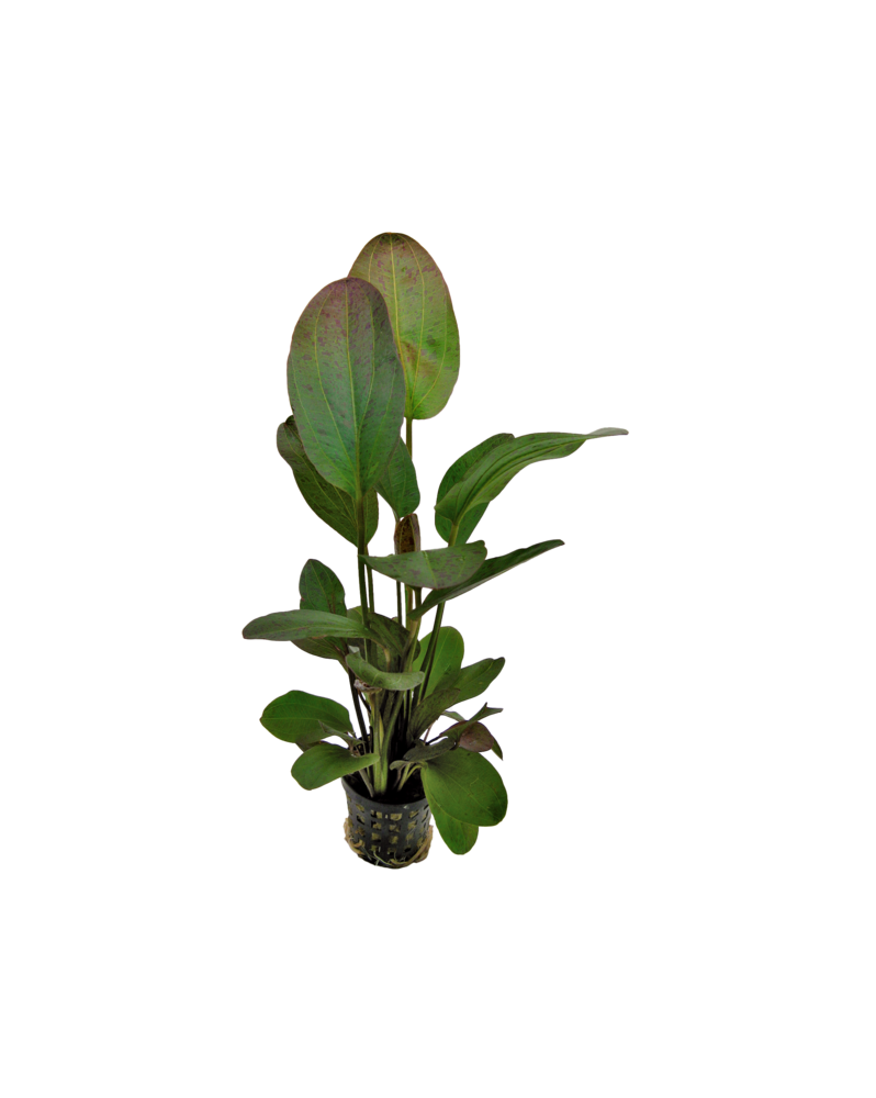 Echinodorus Ozelot Red- en pot Echinodorus Ozelot Red  Le nom « Oze...