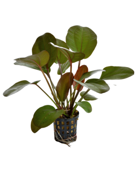 Echinodorus Rubra - en pot Echinodorus Rubra – En Pot L’Echinodorus...