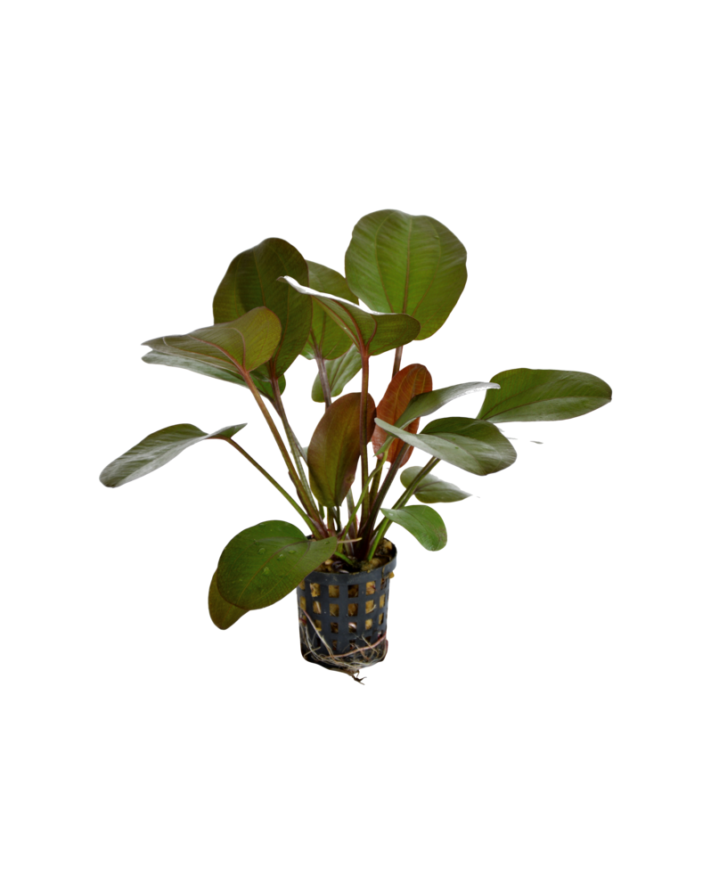 Echinodorus Rubra - en pot Echinodorus Rubra – En Pot L’Echinodorus...