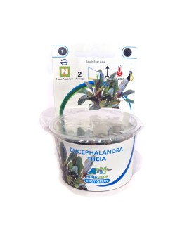 Bucephalandra Theia- In vitro Bucephalandra sp. 'Theia' – In Vitro ...