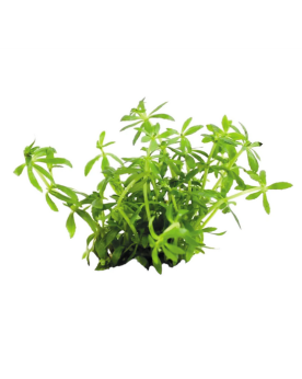 Limnophilla Vietnam Mini - In vitro  Limnophila Vietnam Mini – Pot ...