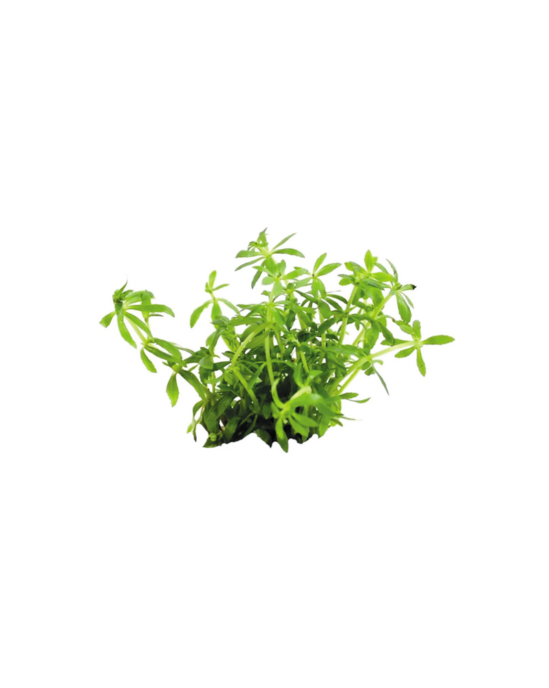 Limnophilla Vietnam Mini - In vitro  Limnophila Vietnam Mini – Pot ...