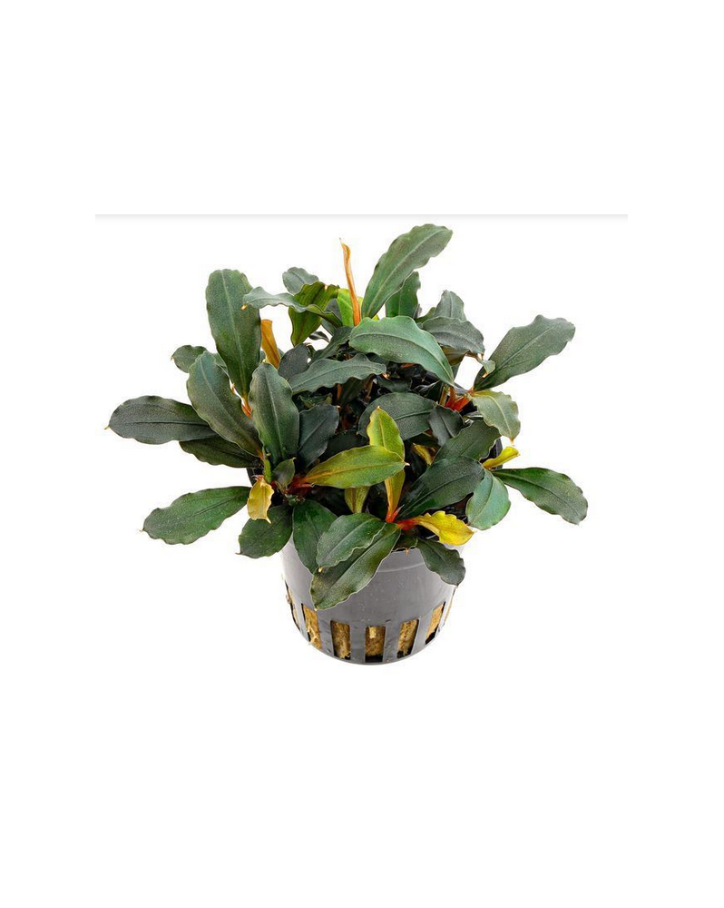 Bucephalandra Lamandau - en pot Bucephalandra lamandau  La Bucephal...