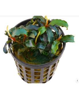 Bucephalandra Bibilis - en pot Bucephalandra biblis – en pot La Buc...