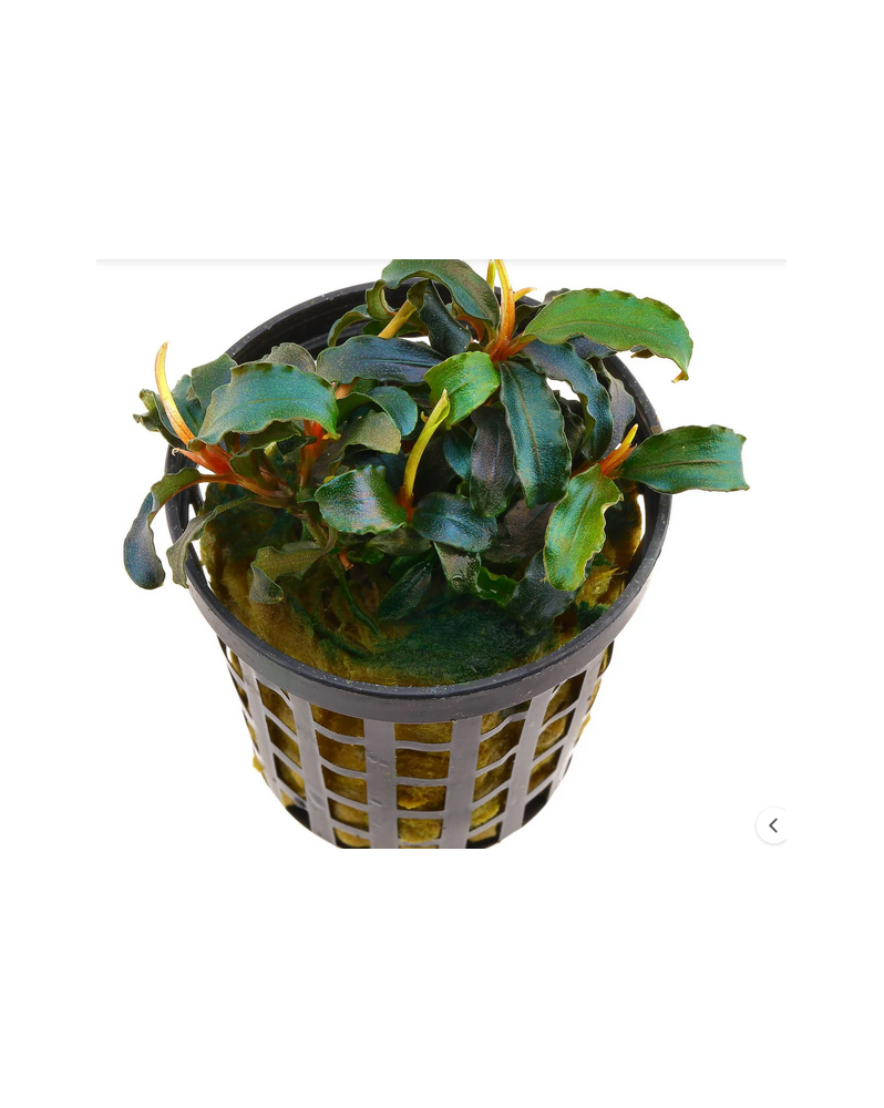 Bucephalandra Bibilis - en pot Bucephalandra biblis – en pot La Buc...