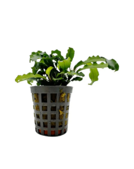 Bucephalandra Green Velvet - en pot Bucephalandra 'Green Velvet' – ...
