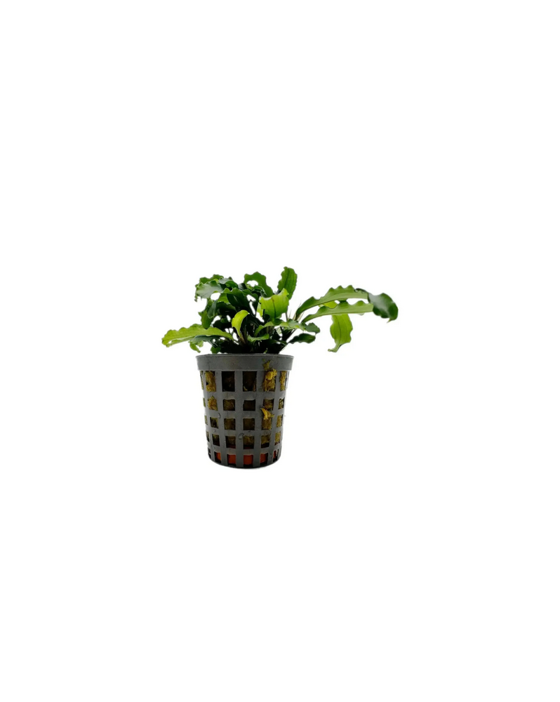 Bucephalandra Green Velvet - en pot Bucephalandra 'Green Velvet' – ...