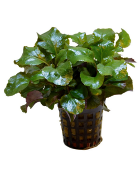 Lobelia Cardinalis Wavy - en pot Lobelia cardinalis “Wavy” – En pot...