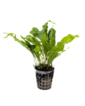 Microsorum Pteropus Greens - en pot Microsorum Pteropus Greens - en...