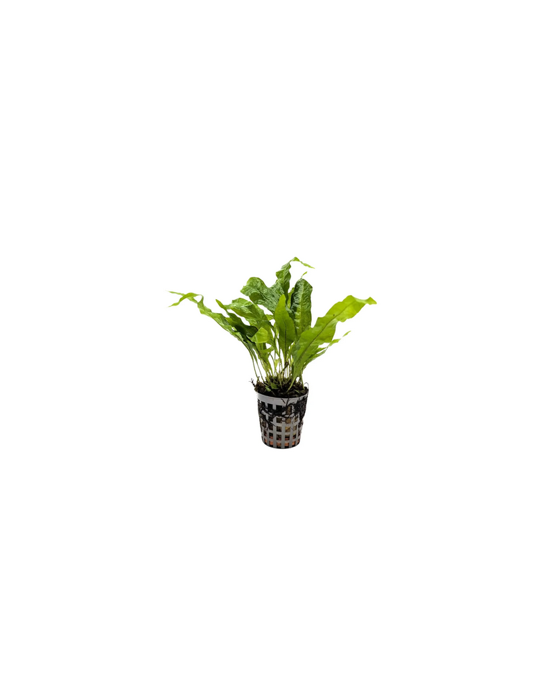 Microsorum Pteropus Greens - en pot Microsorum Pteropus Greens - en...