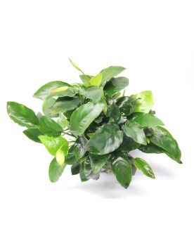 Anubias barteri var. Nana Bigfoot XL Anubias barteri var. Nana “Big...